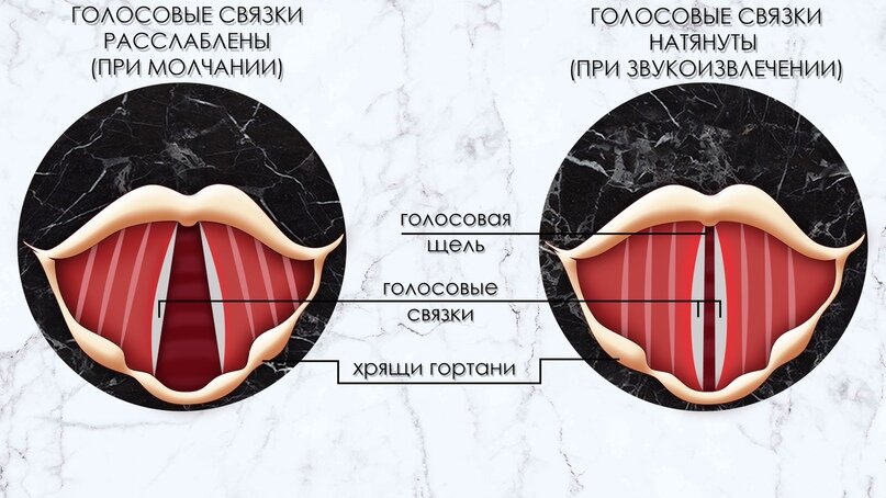 Строение голосовых связок