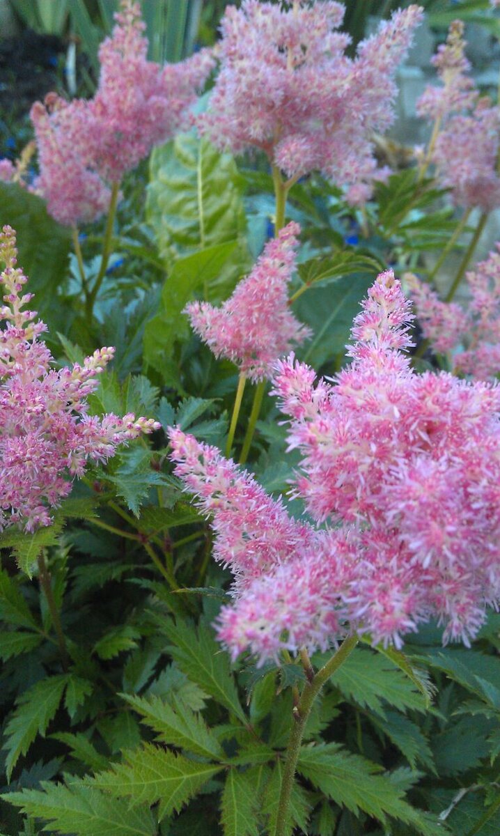 Цветёт астильба