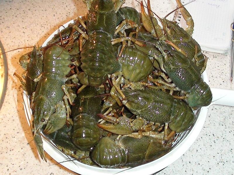 Раки пока живые. Мои фото.