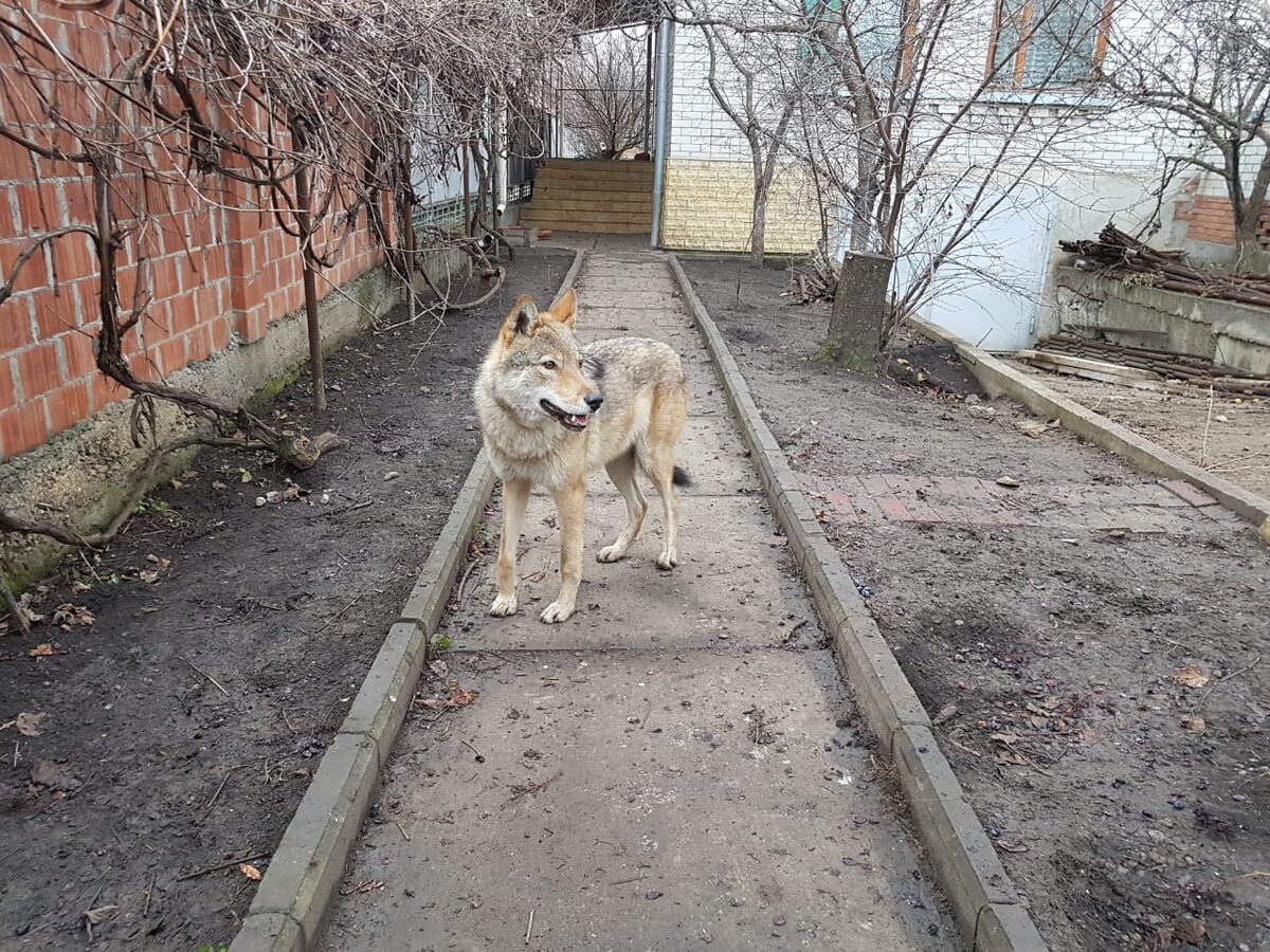 Волк весом в 100кг живет у меня в доме | Бородатый Клад | Дзен