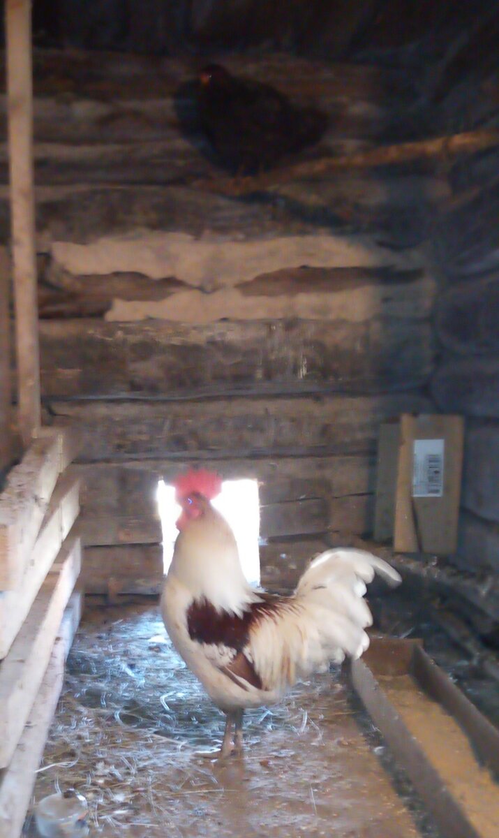 На фото как раз эта курочка, которую так возненавидел этот красавец.