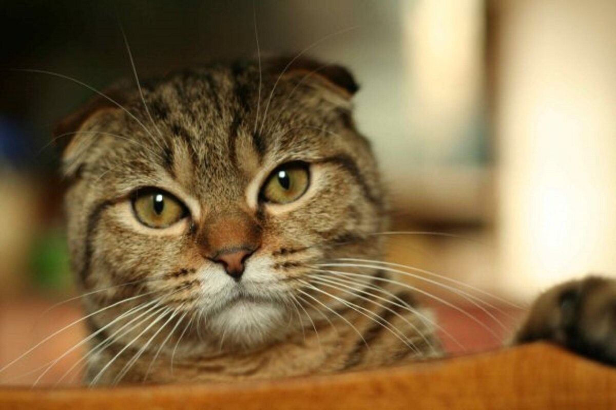 Ты красавчик. Красавчик открытка мужчине. Джонни депп фото 2005. Красавчик открытка. Смешной красавец мем.