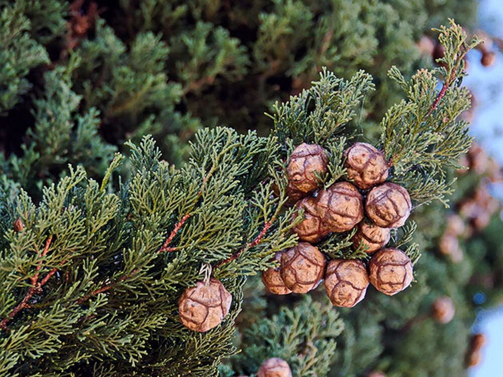 Долгожитель из хвойных 4 буквы. Кипарис Cupressus sempervirens. Кипарис вечнозеленый (Cupressus sempervirens). Кипарис вечнозеленый шишка. Голосеменные Кипарис.