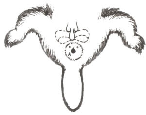 Расположение струи бобров