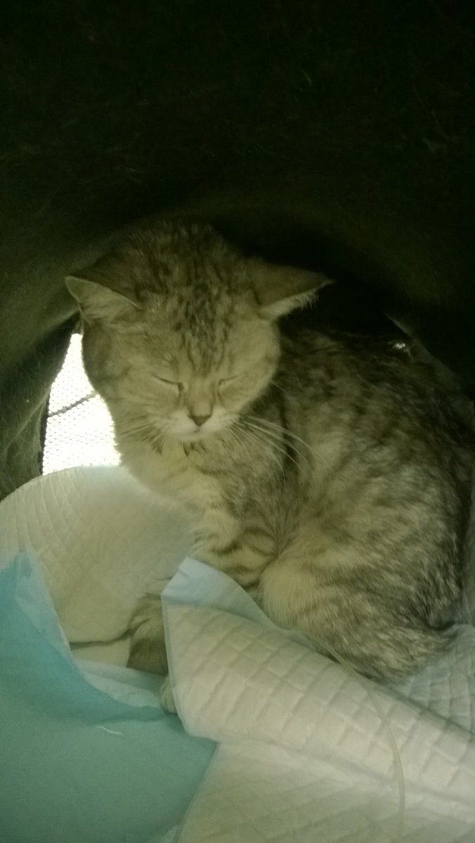 Плохо девочкея