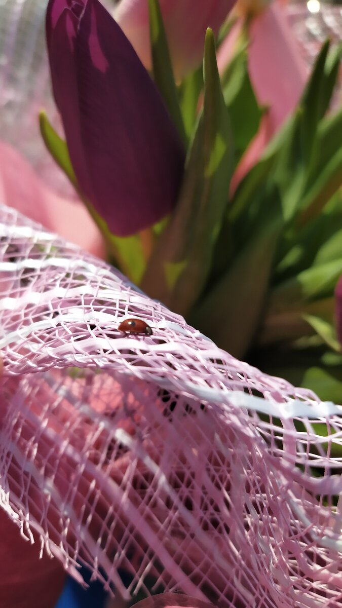 Божья-коровка