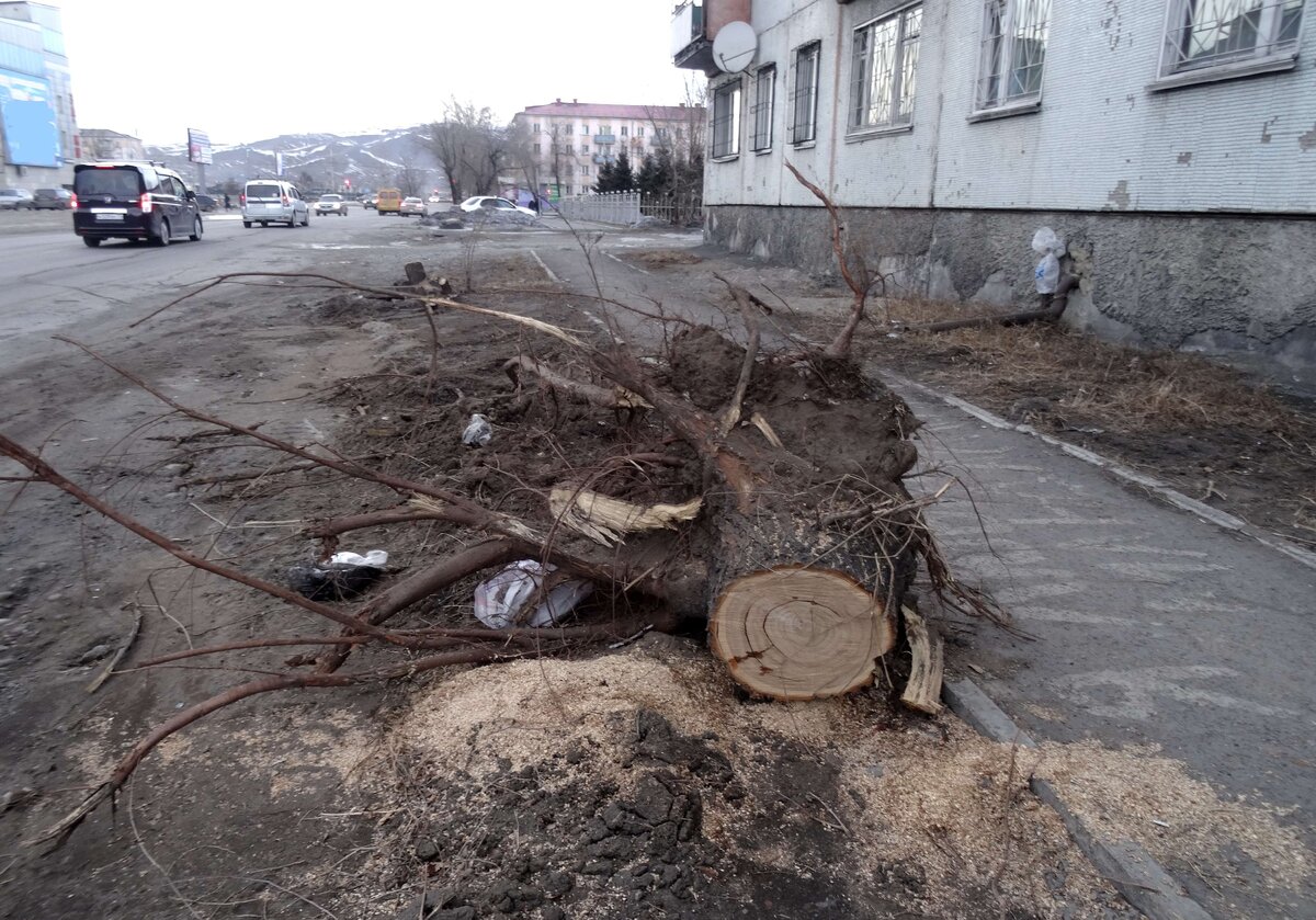 А деревьям в городе вообще не место, очевидно, решили в мэрии