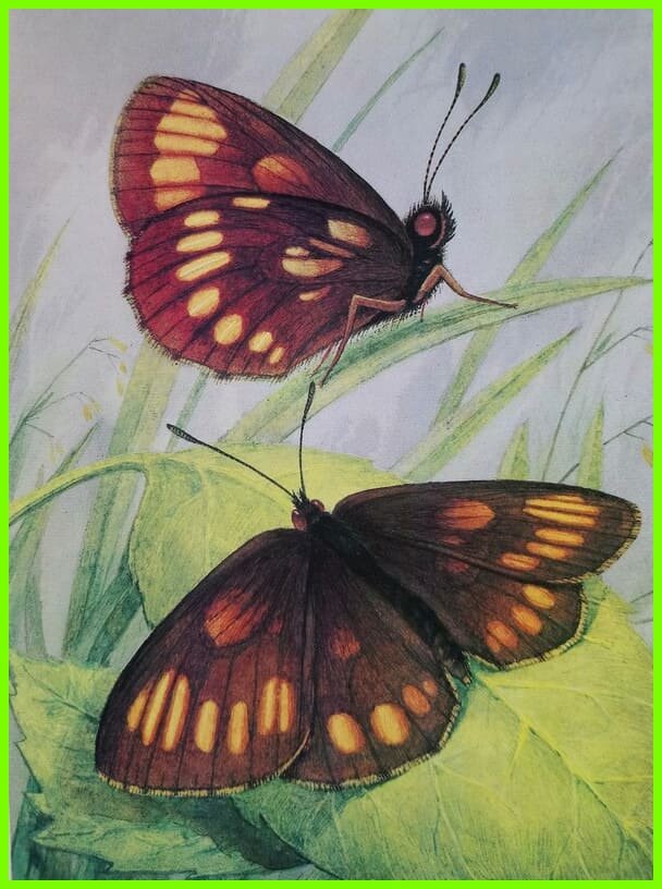 Прекрасные бабочки эндемики и «краснокнижники» Алтая и Саян ...