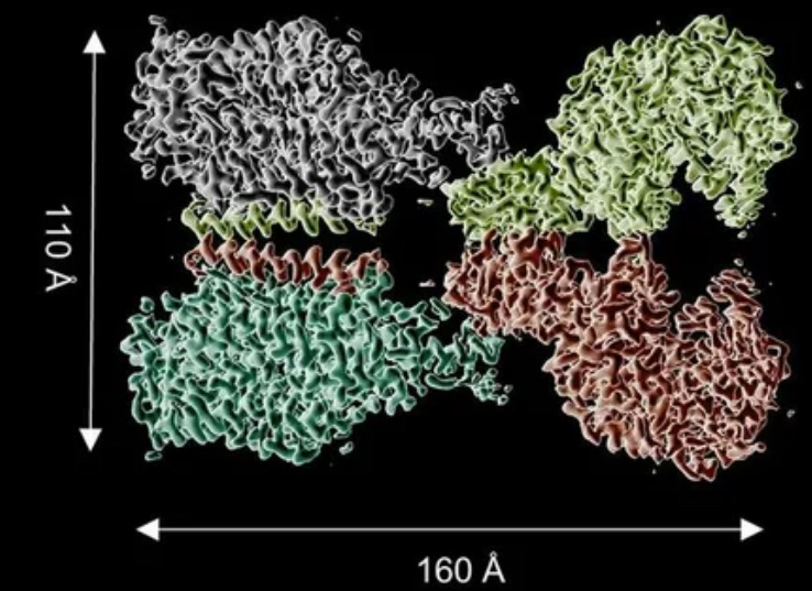 Комплекс молекулы ACE2