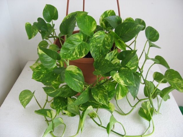 Сциндапсус (использовано фото www.cvetnik.me)