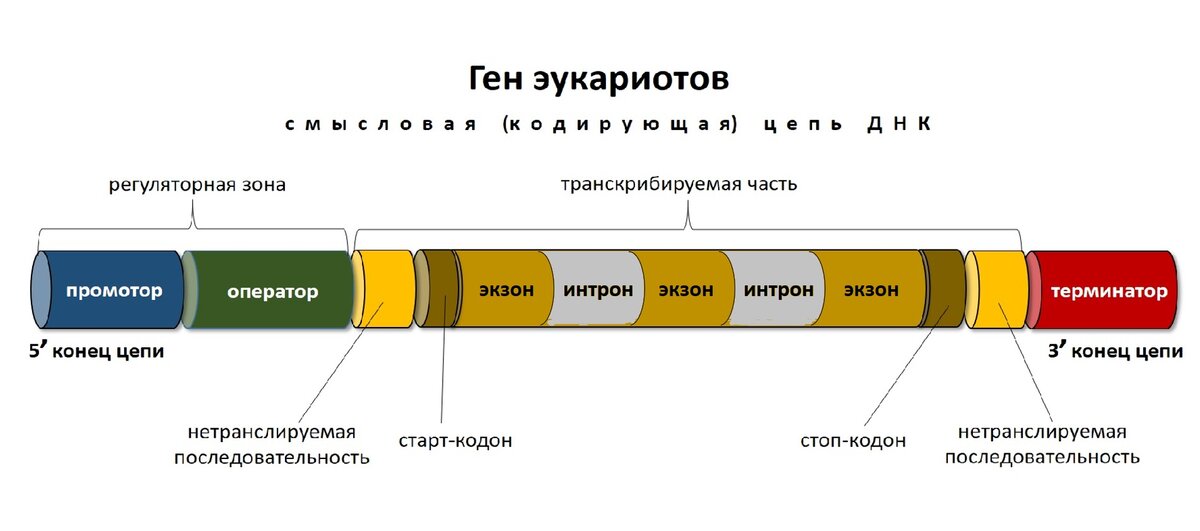 Состав днк эукариот. Строение Гена Интрон Экзон. Структура Гена эукариот.