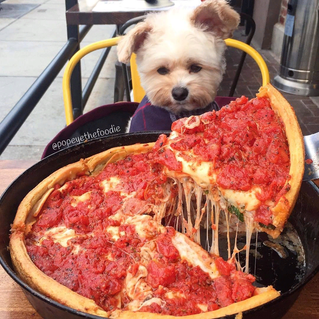 пицца: это блюдо будет для собаки, если оно содержит перец, лук или чеснок.