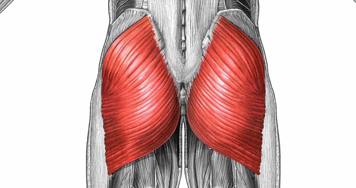 Gluteus Maximus мышца