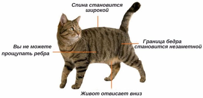 Ожирение у кошек: причины и лечение. | Про домашних животных | Дзен