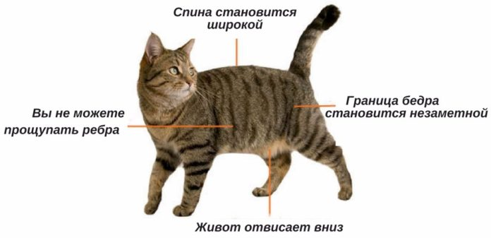 Как выглядит кот сзади Дисплазия у кошек: причины, признаки болезни, диагностика, лечение
