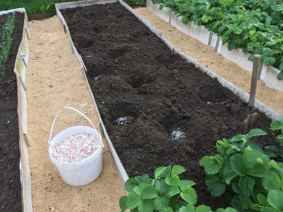 Сажаю капусту в несколько мест по разным сортам