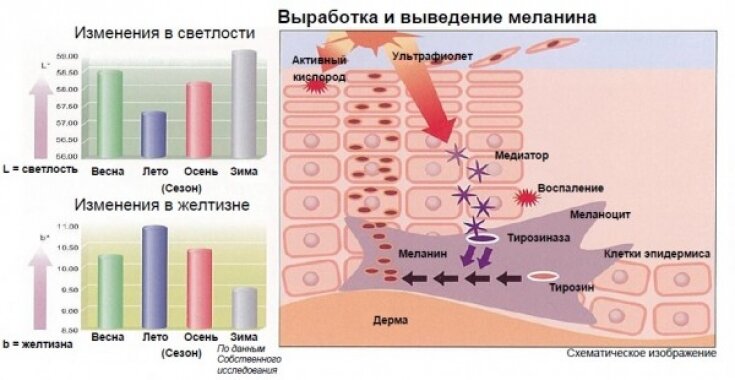 Как увеличить количество меланина в волосах