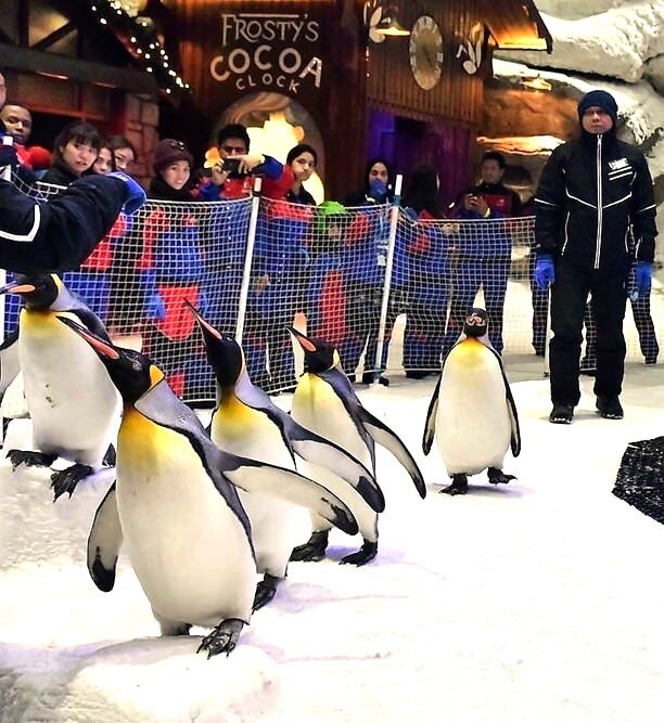 Пингвины в пустыне. Ski Dubai пингвины. Пингвины в Дубае Молл. Пингвинарий Сочи Ривьера. Пингвины в парке Галицкого.