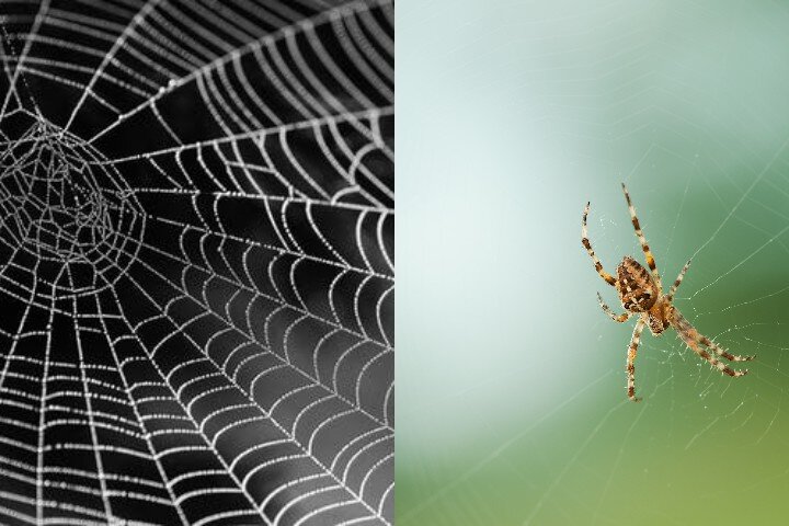 Фото: pexels