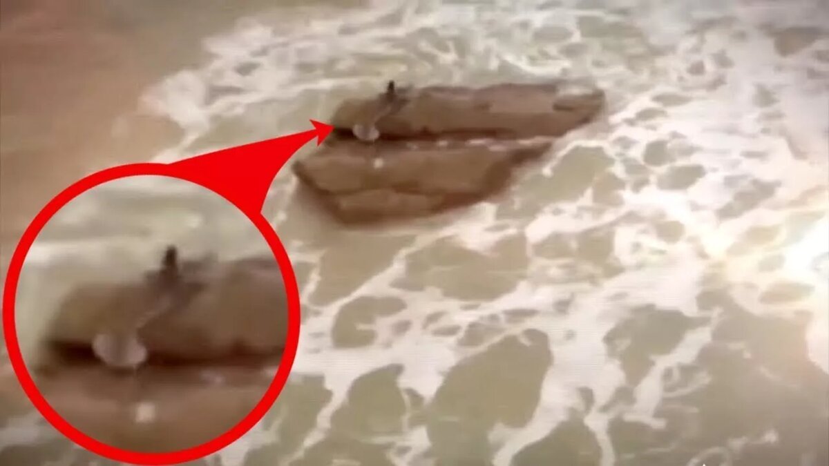 Данное видео долго гуляет по сети. Снято оно на берегу Израиля, на ней существо похожее на русалку, заметившее людей поспешило скрыться в воде. 