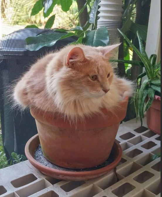 Фото с сервера яндекс.картинки