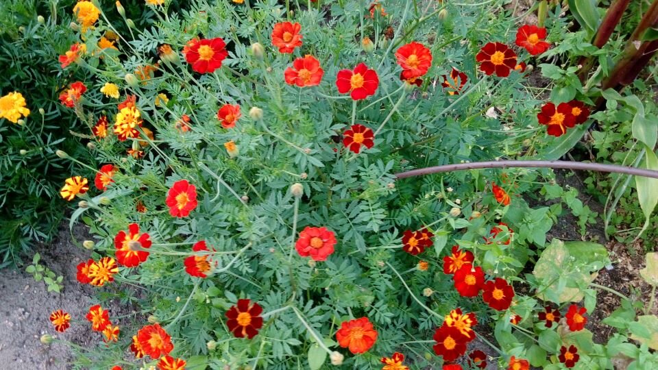Бархатцы на грядке. Фото автора