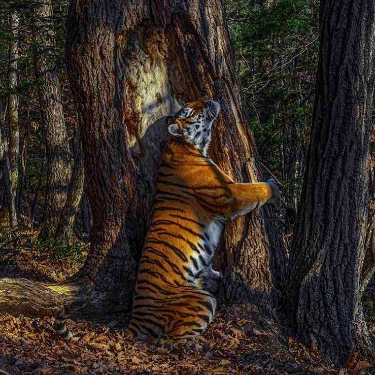 «Фотографом года в дикой природе» (Wildlife Photographer of the Year) впервые стал россиянин ⠀
Гран-при крупнейшего в мире конкурса снимков дикой природы получил фотограф «National Geographic Россия» Сергей Горшков (@sergey_gorshkov_photographer). Главный приз ему принес кадр, сделанный в национальном парке «Земля леопарда» в Приморском крае.