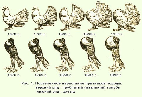 Эволюция видов по Чарльзу Дарвину