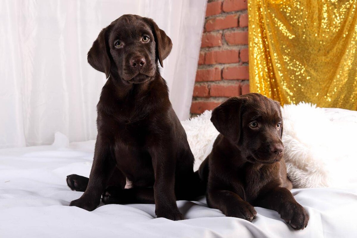 взято с сайта labrador-world.ru