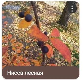 первая попытка распознавания ягоды, хорошо, что я не знал, что такое эта Нисса 