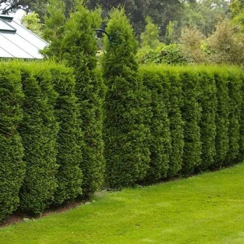 Фото с Интернета