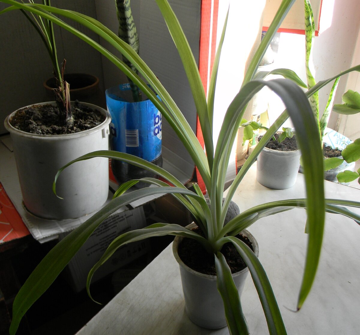 Все снимки из личной авторской коллекции домашних растений