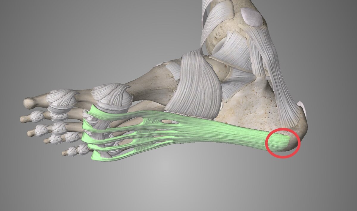 Плантарная фация/Подошвенный апоневроз