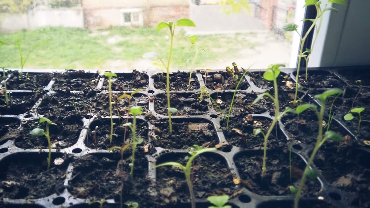 Правильный свет для рассады.