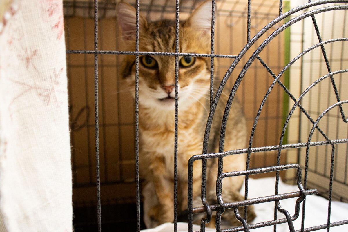 У нас, к сожалению, всего три новых фото Оцелота. Чуть позже сделаем ещё. Но в этих снимках видно, какой красавец ищет семью. Видно? 