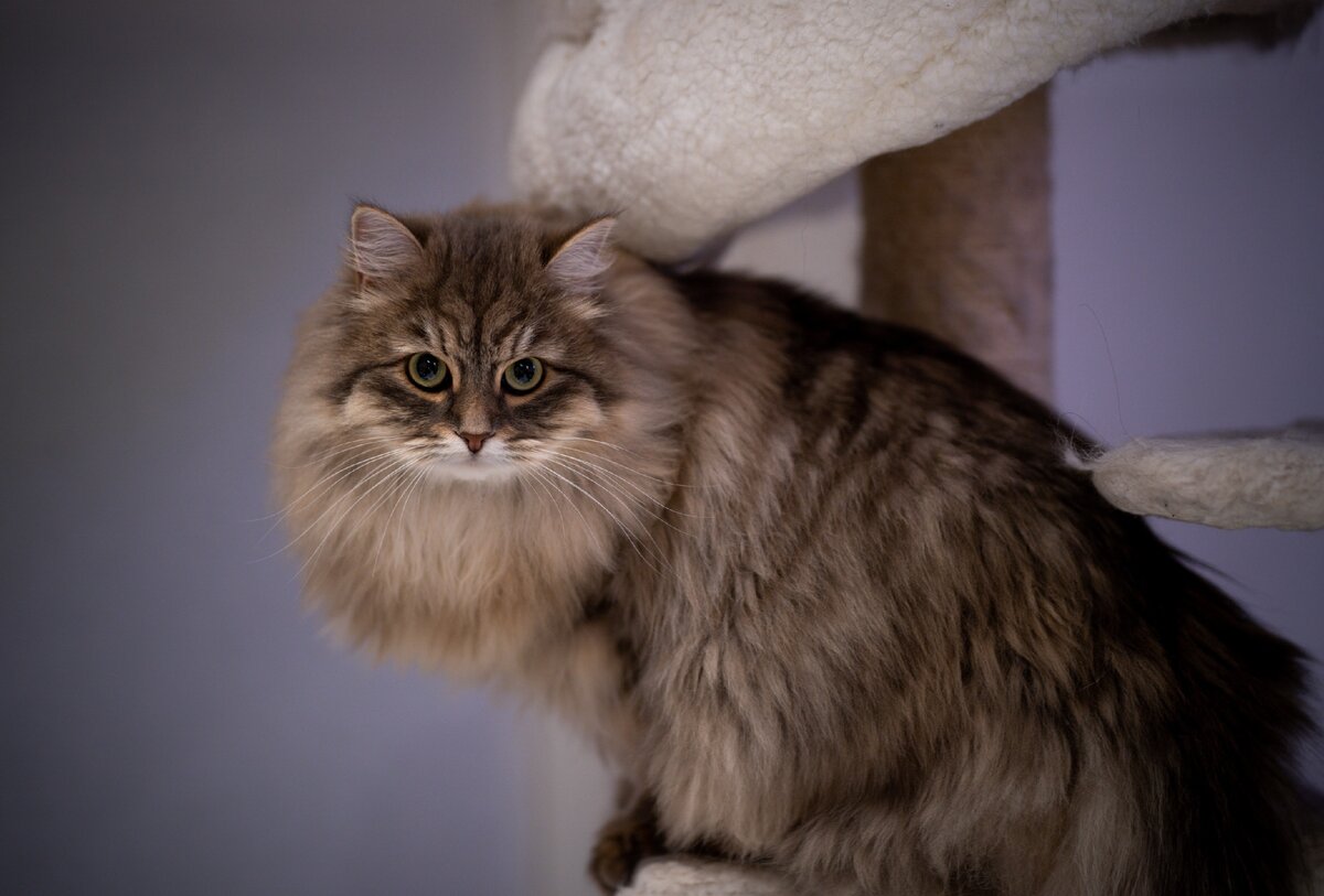 Сибирская кошка