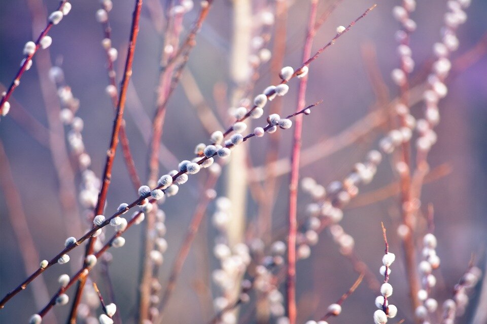 pixabay.com/