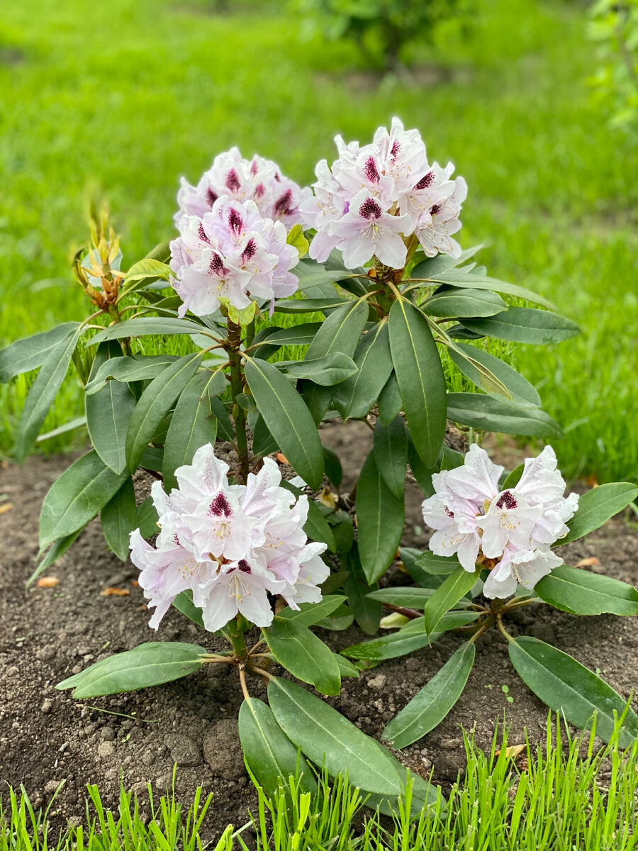 Приобретение этого года, зацвел первым
