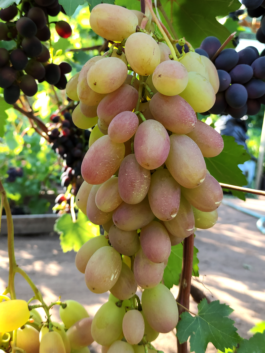 Юлиан немного бледнее, но я и снимала неделей раньше