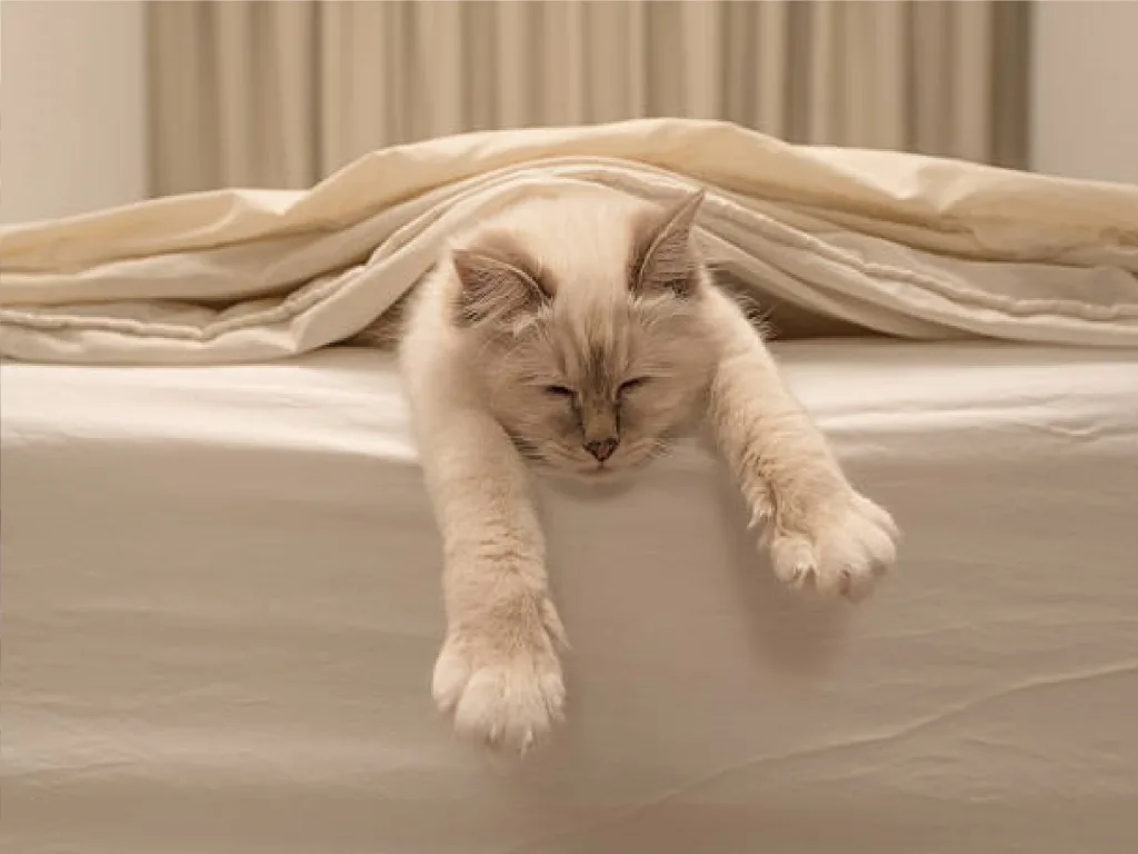 Моё мучительное спасение кошки. Рассказ. Канал ТусоВО!чка. 