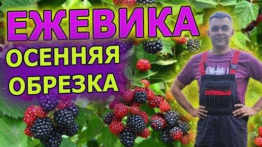 Download Video: Ежевика обрезка осенью. Как обрезать ежевику осенью. Осенняя обрезка ежевики. Ежевика выращивание и уход. Выращивание ежевики.