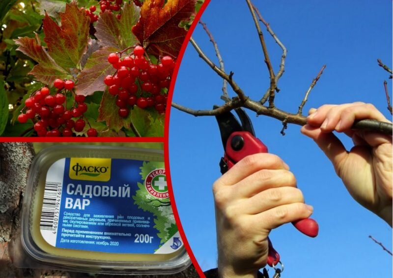 Уход за калиной.