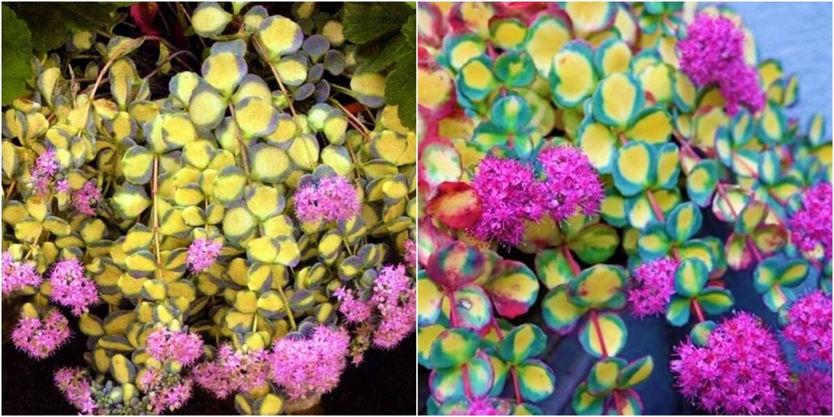 Этот сорт подойдет в качестве ампельного растения и как почвопокровник для открытого грунта. Фото с сайта: https://clck.ru/YvdAs.