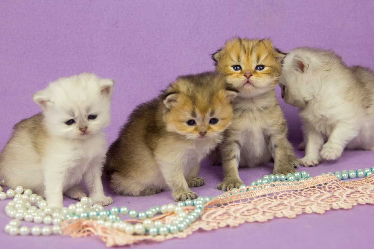 Самый ровный помет