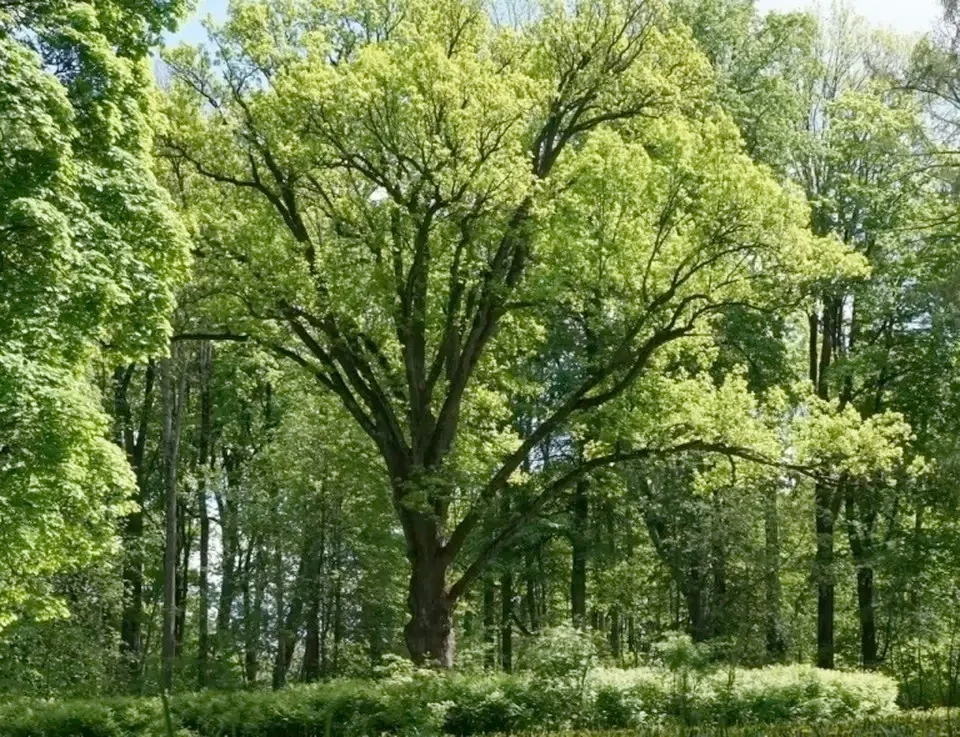 Тургеневский дуб в усадьбе Спасское-Лутовиново