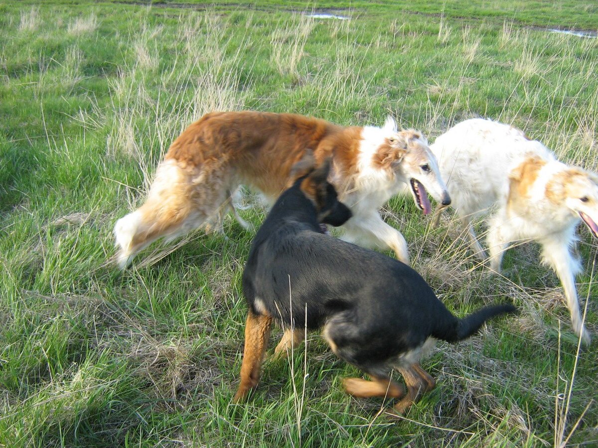 Рокси,Рогдай,Забава