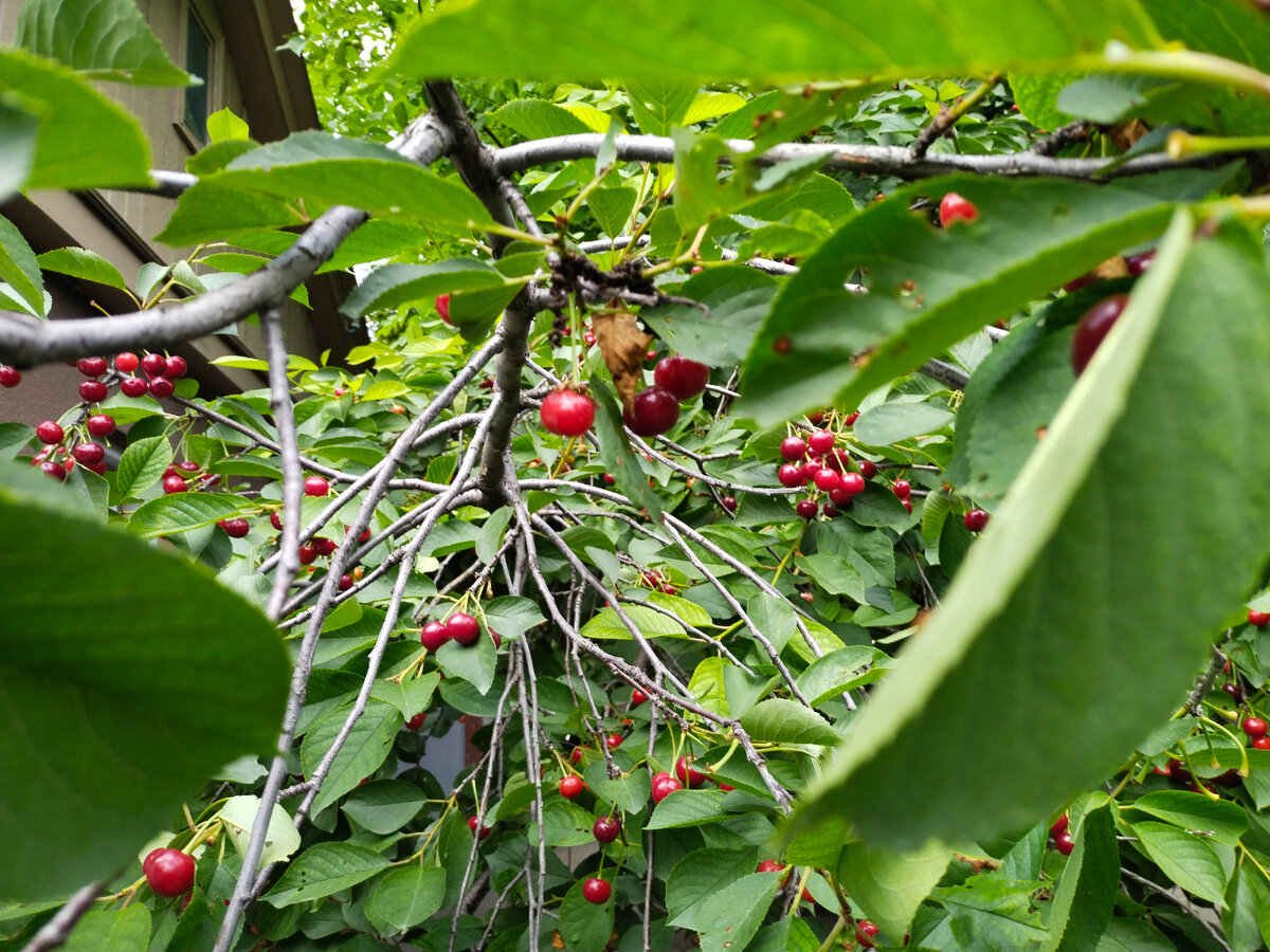Спеет вишня. Фото автора канала