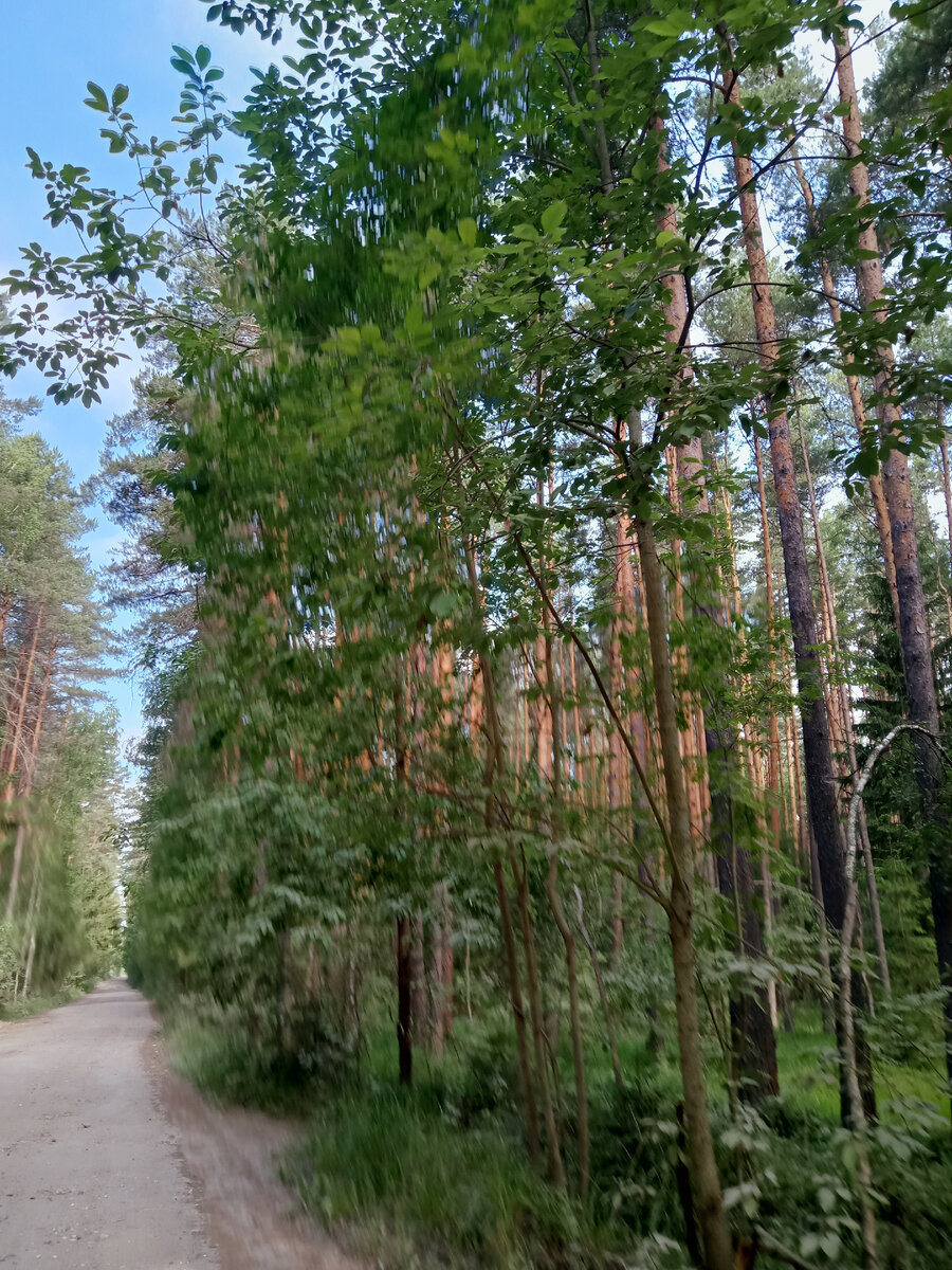 Фотография автора, дорога до города.