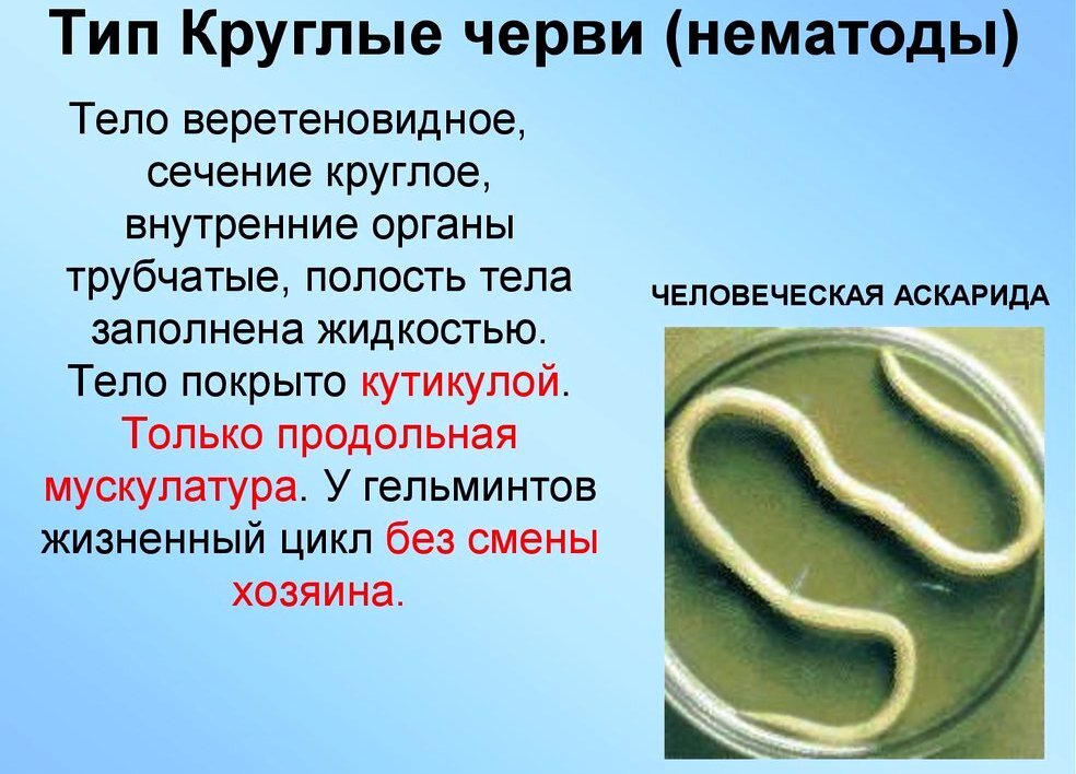Нематоды - Первичнополостные черви. Круглые глисты нематоды. Круглые черви нематоды общая характеристика. Круглые черви класс нематоды. 1 признаки характерные для круглых червей