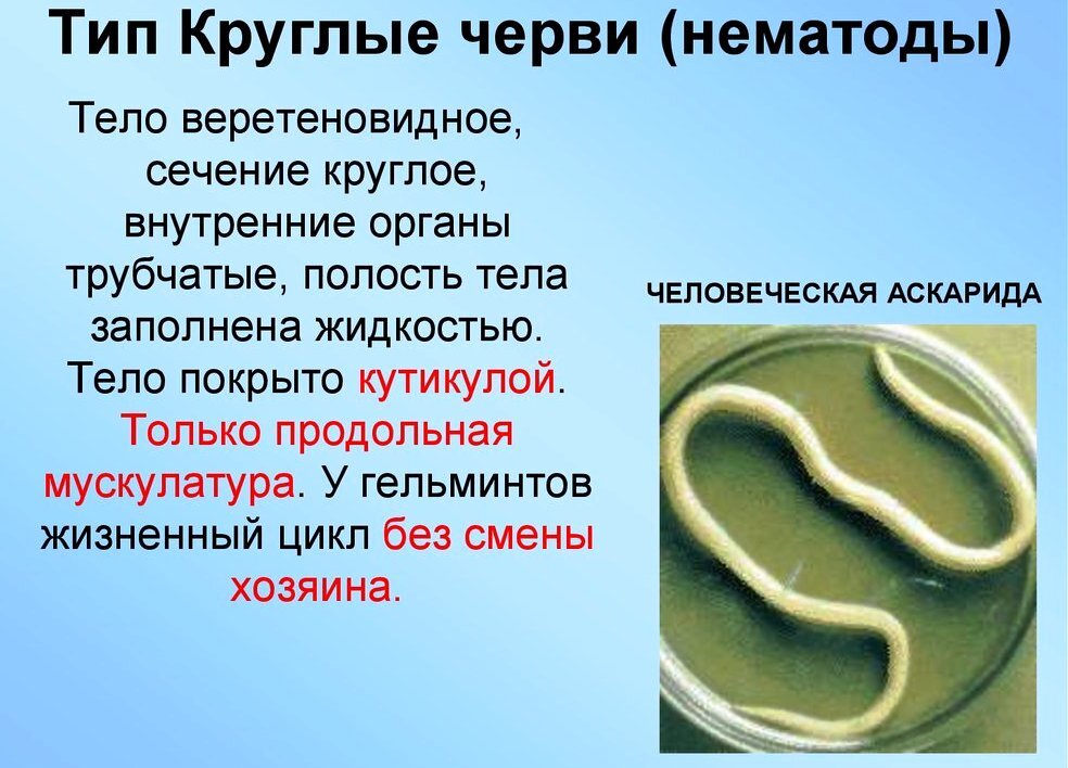 Кутикула у червей